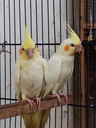 Cockatiel birds Red Eyes, Pure White Male, Female