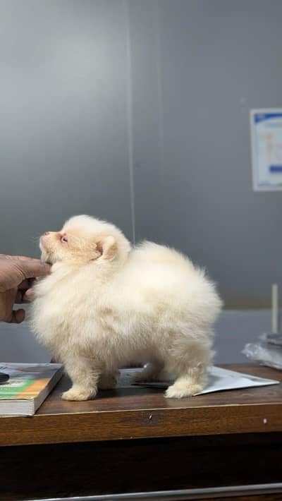 imported pomernian pupies avialabe for sale