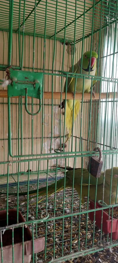 Green Ringneck parrot bounded pairs and cage available