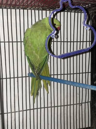 Ring neck parot female in good price