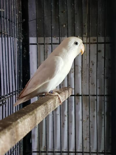 albino black eye 03447884589