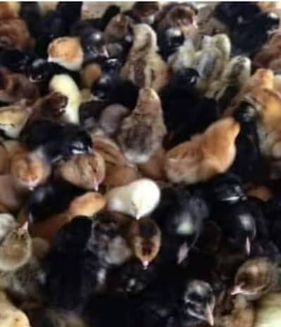 chicks | eggs | golden | misri | hens | Broiler