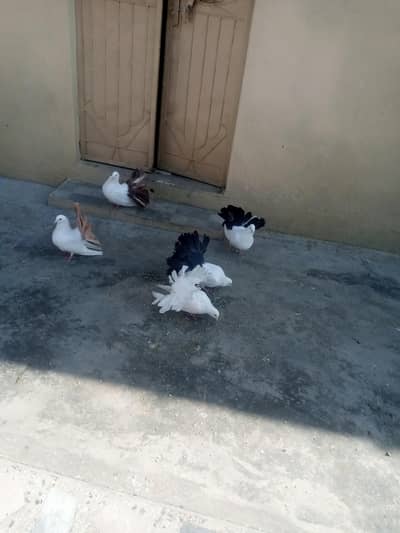 black tail pair ore red tail pair ore while female