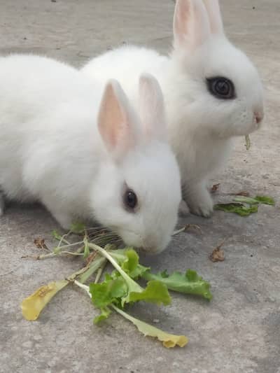 Beautiful dwraf Hotot Pair age two month three days