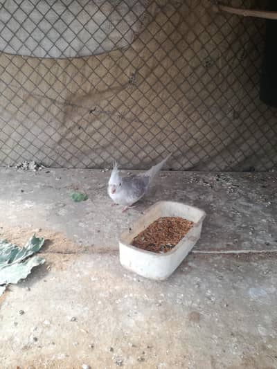 cocktail male for sale 03149928979