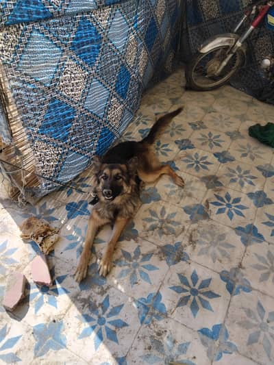 German shepherd guard dog