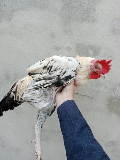 Male hen for sale