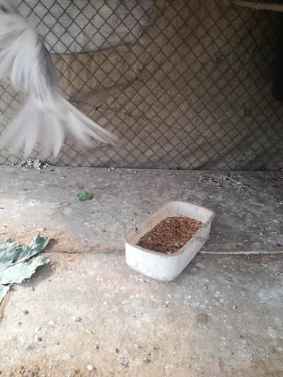 cocktail parrots male ha 03149928979