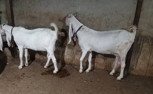 Gulabi bakriyaan taiyaar gabban