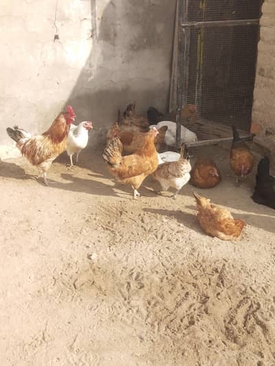 misri golden hens