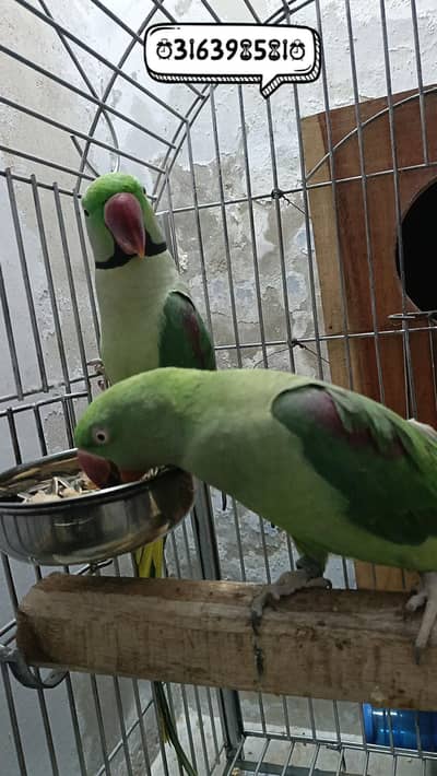 Kashmiri Pair + Cage + Box Complete Setup for Sell
