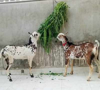 taddi barbari bakray 03333029182