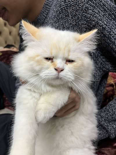 Cat for sale vaccination done 10/10