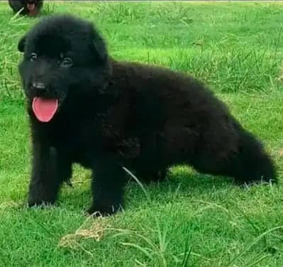 German shepherd puppies for sale / puppy / GSD pup / german sheph