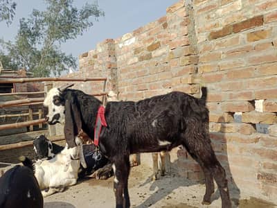 دو نر بکرے قربانی کے لیے