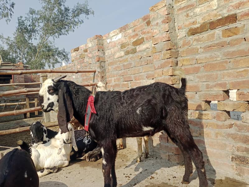 دو نر بکرے قربانی کے لیے 0