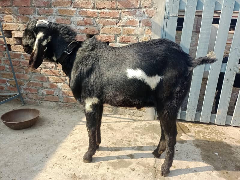 دو نر بکرے قربانی کے لیے 1