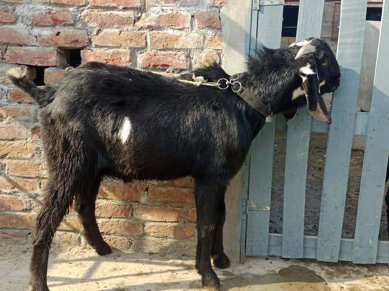 دو نر بکرے قربانی کے لیے 2