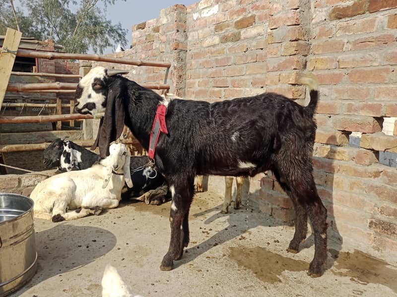 دو نر بکرے قربانی کے لیے 3