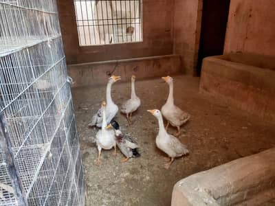 ducks for sale urgent