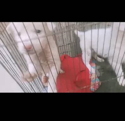 pink nose Russian pair