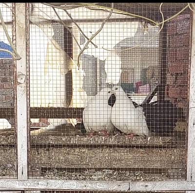 blacktail pigeon pair kabooter black tale lakay