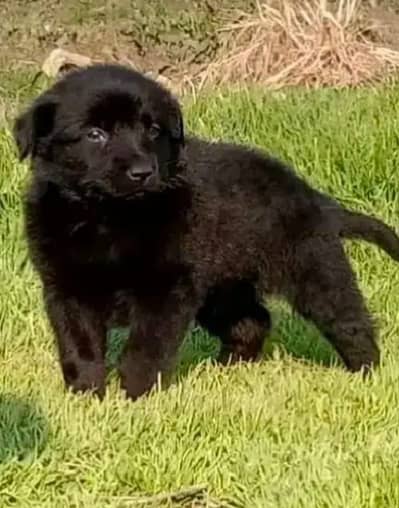 Black German shepherd  Long coat | Puppy | GSD | Dog for sale