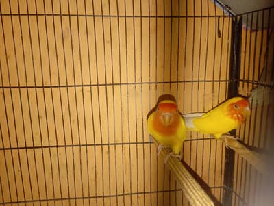 Lotino breading pair