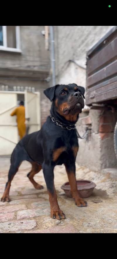 Rottweiler female dog