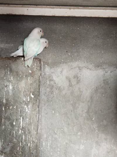 albino red eyes + albino black eyes + blue fishery