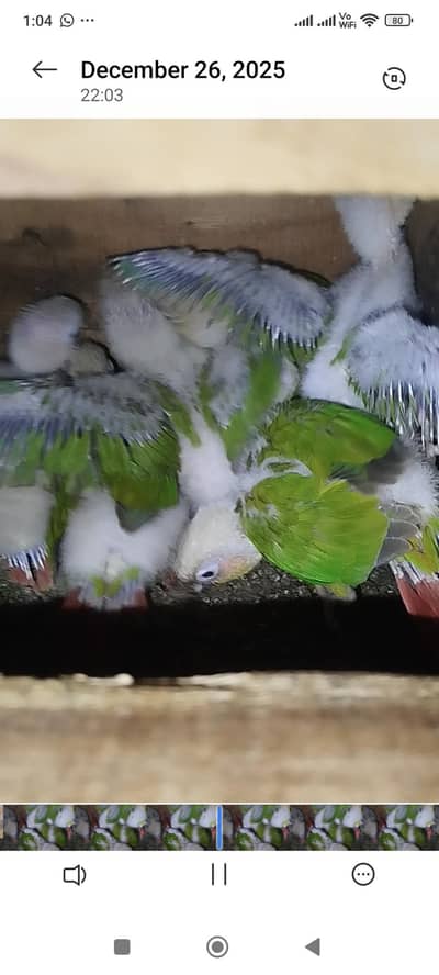 pineappl conure chicks avalible for sale