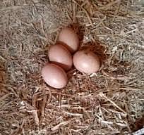 furtile eggs required