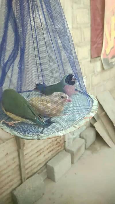 Lady Goldian / Female / Pied Dove / Java Finch