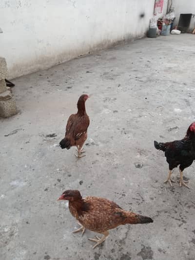 Aseel for Sale 03029665947