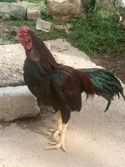 mianwali murga  for sell  mix