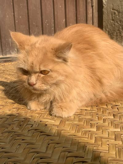 Triple coated punch face heavy bone structure cargo service available