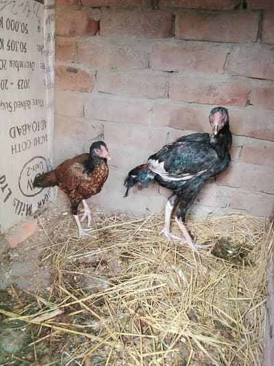 Whatsapp no 03210819292