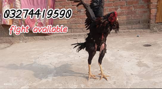 Imported Thai cross male