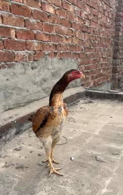 Swing Neck Shamo. 03707108158