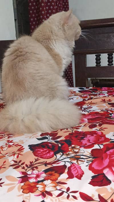 male and female with brown and odd eyes