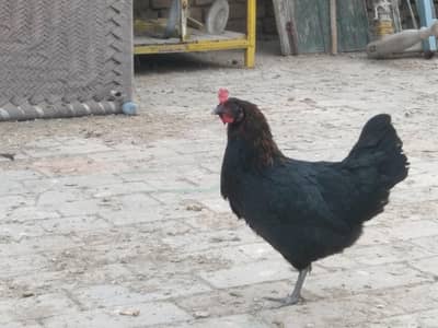 Home Breed Hens