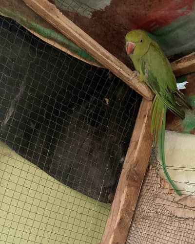 Ringneck parrot for sale