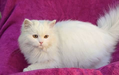 Persian Cat