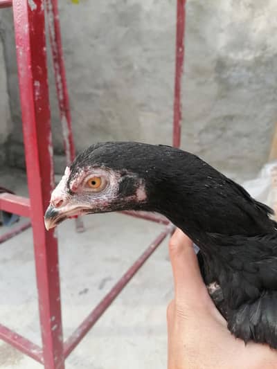 murgi for sell 03105833926 jis bhi ne leni he rabta kre 2800so