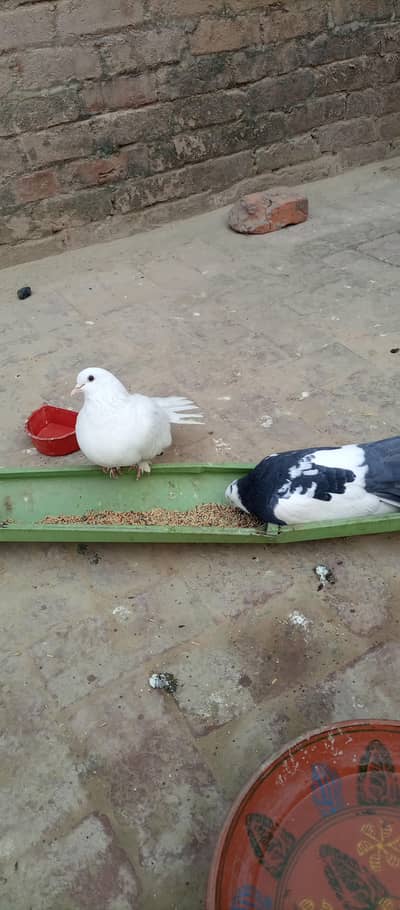 Breeder pair with 2 chicks