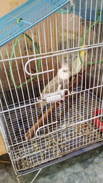 white face charcoal x lutino pied breeder pair