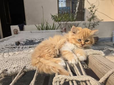 Male and female kittens