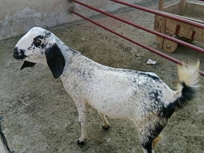 For Sale location Kasur