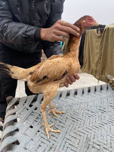 Ak Burmi ha or Ak pakyo ha do madi ha