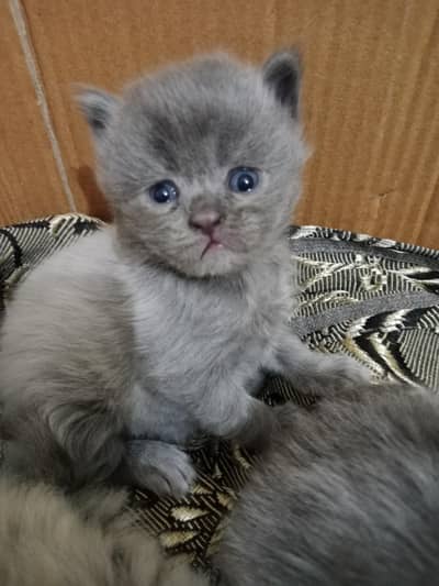 persian cats and babies